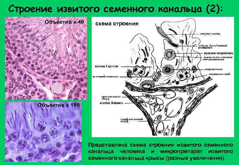 Строение извитого семенного канальца (2): Объектив х 40 схема строения Объектив х 100 Представлена