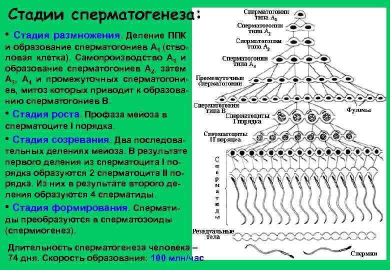 Стадии сперматогенеза: • Стадия размножения. Деление ППК и образование сперматогониев А 1 (стволовая клетка).