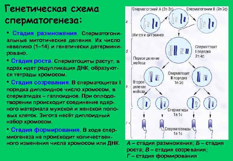 Генетическая схема сперматогенеза: • Стадия размножения. Сперматогониальные митотические деления. Их число невелико (1– 14)