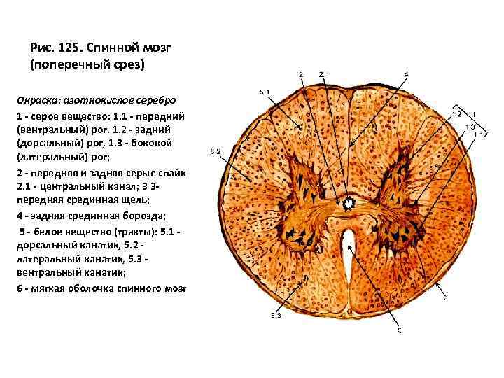 Строение поперечного среза спинного мозга