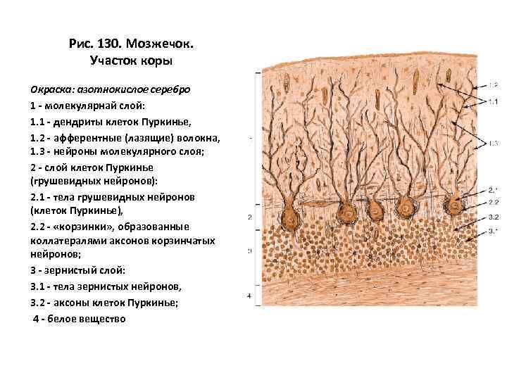 Рис. 130. Мозжечок. Участок коры Окраска: азотнокислое серебро 1 - молекулярнай слой: 1. 1