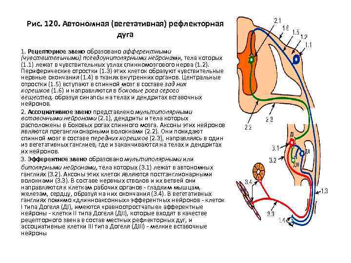 Дуги вегетативной нервной системы