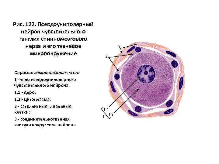 Псевдоуниполярный нейрон обозначен на рисунке буквой