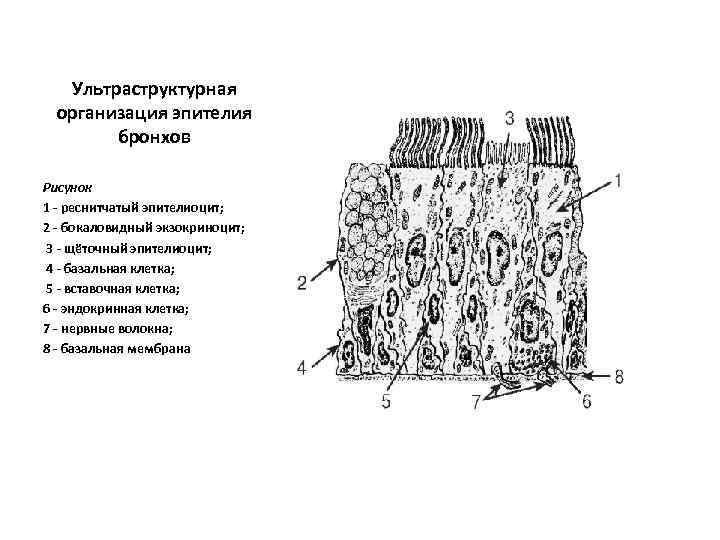 Ультраструктурная организация эпителия бронхов Рисунок 1 - реснитчатый эпителиоцит; 2 - бокаловидный экзокриноцит; 3