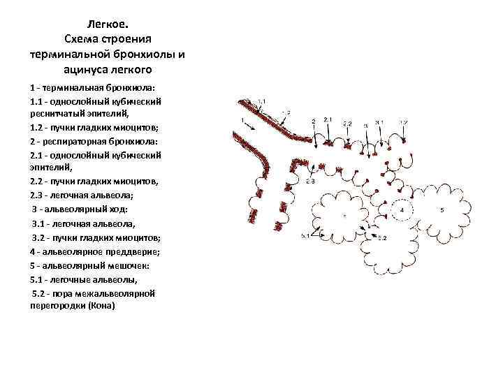 Легкое. Схема строения терминальной бронхиолы и ацинуса легкого 1 - терминальная бронхиола: 1. 1