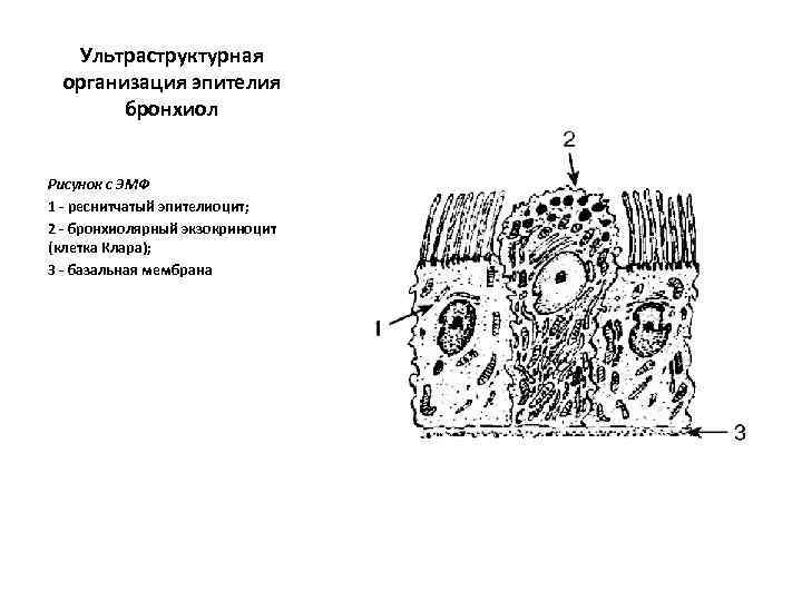 Ультраструктурная организация эпителия бронхиол Рисунок с ЭМФ 1 - реснитчатый эпителиоцит; 2 - бронхиолярный