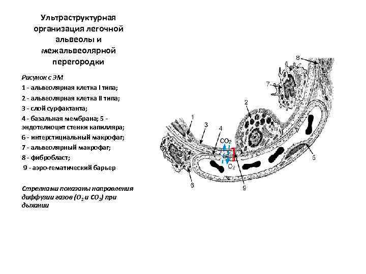 Схема строения аэрогематического барьера