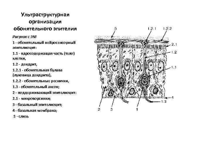 Ультраструктурная организация обонятельного эпителия Рисунок с ЭМ 1 - обонятельный нейросенсорный эпителиоцит: 1. 1