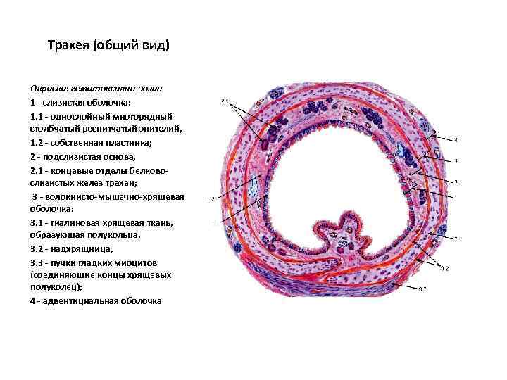 Трахея (общий вид) Окраска: гематоксилин-эозин 1 - слизистая оболочка: 1. 1 - однослойный многорядный