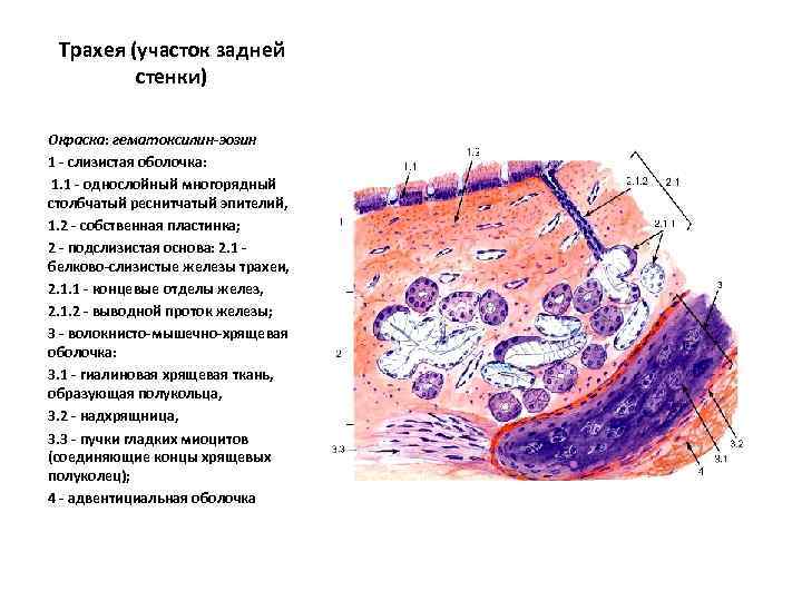 Трахея клетки. Гистологический препарат трахеи. Трахея собаки окраска гематоксилин и эозин. Трахея гистология препарат. Трахея гистология препарат с подписями.