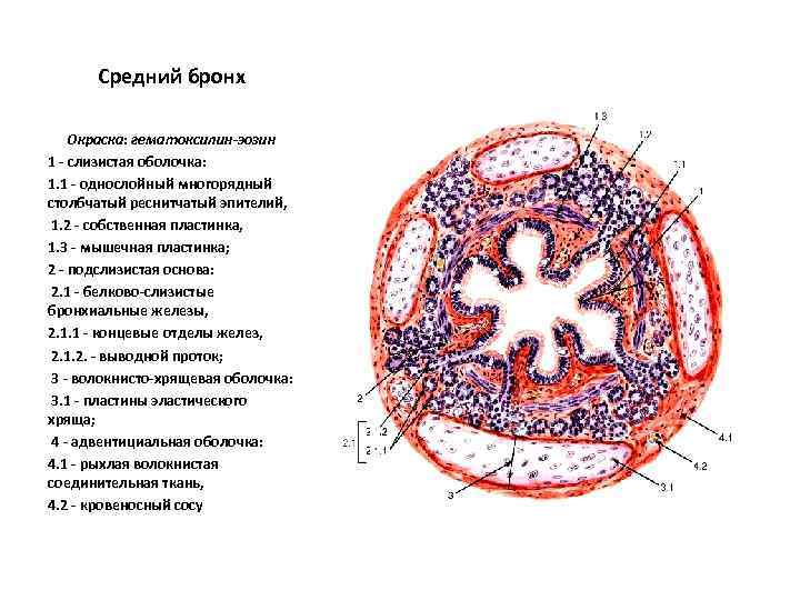 Средний бронх Окраска: гематоксилин-эозин 1 - слизистая оболочка: 1. 1 - однослойный многорядный столбчатый