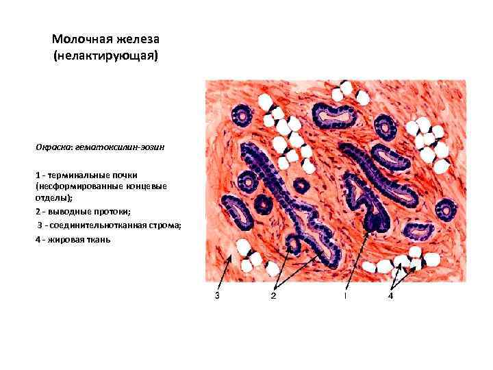Молочная железа (нелактирующая) Окраска: гематоксилин-эозин 1 - терминальные почки (несформированные концевые отделы); 2 -