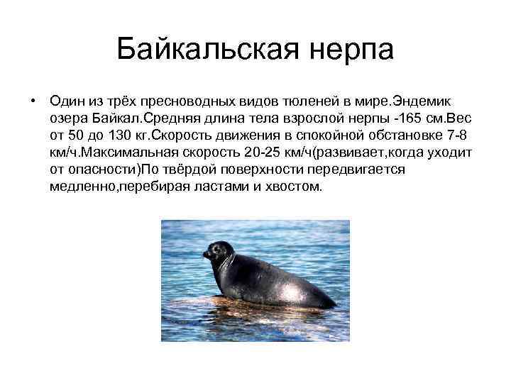Байкальская нерпа • Один из трёх пресноводных видов тюленей в мире. Эндемик озера Байкал.