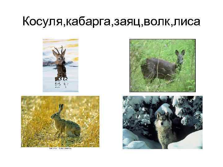 Косуля, кабарга, заяц, волк, лиса 