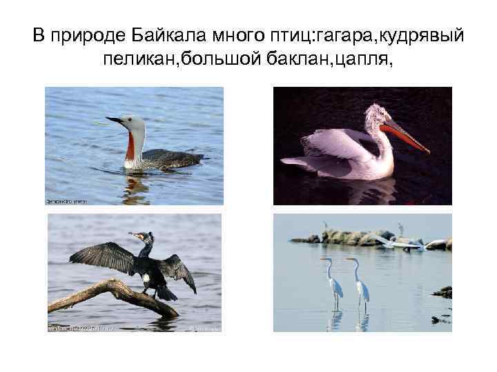 В природе Байкала много птиц: гагара, кудрявый пеликан, большой баклан, цапля, 