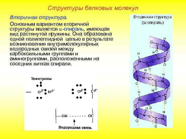 Структуры белковых молекул Вторичная структура. Основным вариантом вторичной структуры является -спираль, имеющая вид растянутой