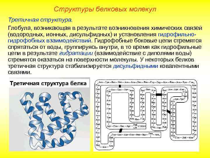 Структуры белковых молекул Третичная структура. Глобула, возникающая в результате возникновения химических связей (водородных, ионных,