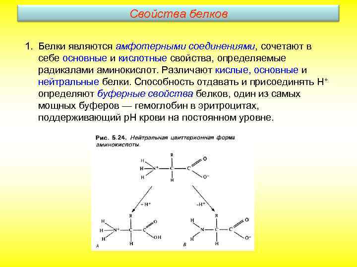 Свойства белков 1. Белки являются амфотерными соединениями, сочетают в себе основные и кислотные свойства,