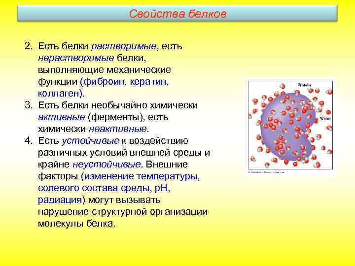 Свойства белков 2. Есть белки растворимые, есть нерастворимые белки, выполняющие механические функции (фиброин, кератин,