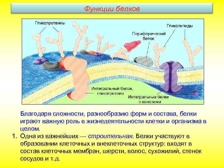 Функции белков Благодаря сложности, разнообразию форм и состава, белки играют важную роль в жизнедеятельности