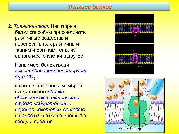 Функции белков 2. Транспортная. Некоторые белки способны присоединять различные вещества и переносить их к
