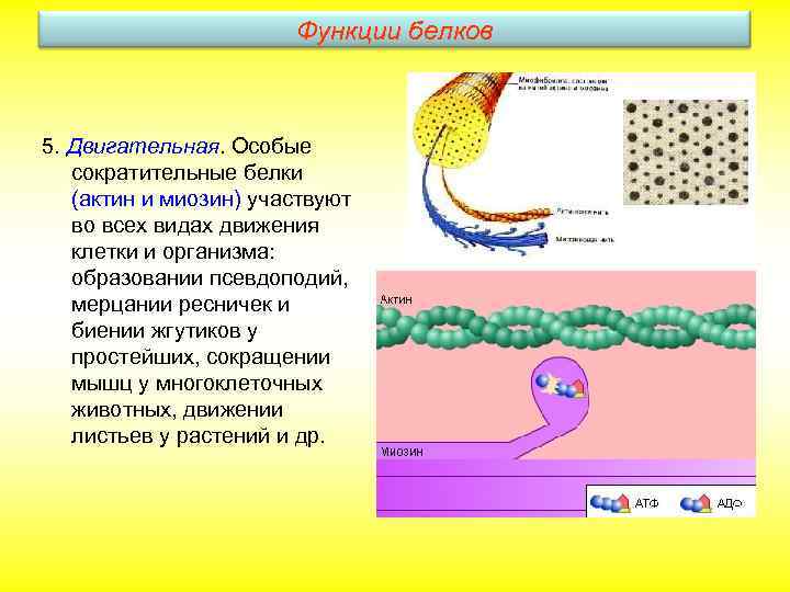 Функции белков 5. Двигательная. Особые сократительные белки (актин и миозин) участвуют во всех видах