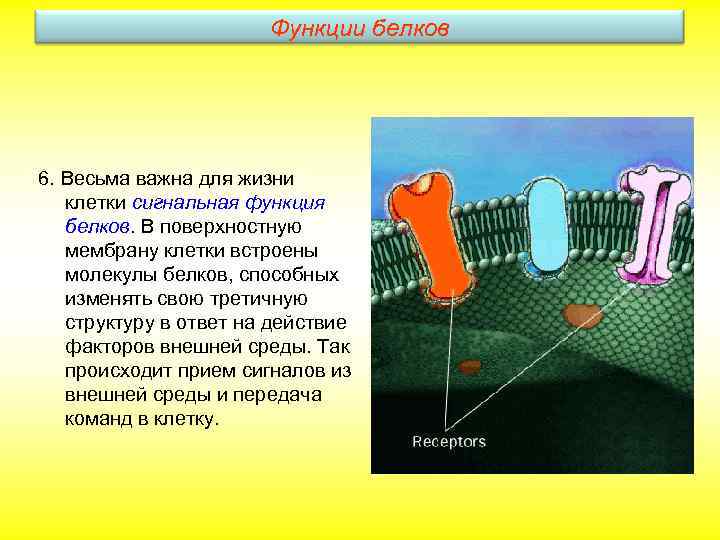 Функции белков 6. Весьма важна для жизни клетки сигнальная функция белков. В поверхностную мембрану