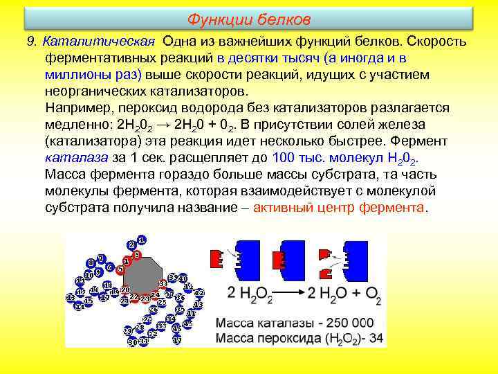 Функции белков 9. Каталитическая. Одна из важнейших функций белков. Скорость ферментативных реакций в десятки