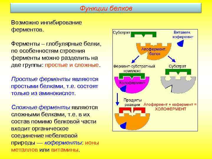 Функции белков Возможно ингибирование ферментов. Ферменты – глобулярные белки, по особенностям строения ферменты можно