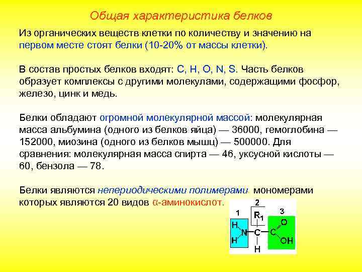 Общая характеристика белков Из органических веществ клетки по количеству и значению на первом месте