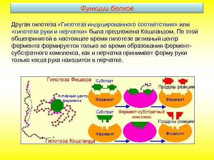 Функции белков Другая гипотеза «Гипотеза индуцированного соответствия» или «гипотеза руки и перчатки» была предложена
