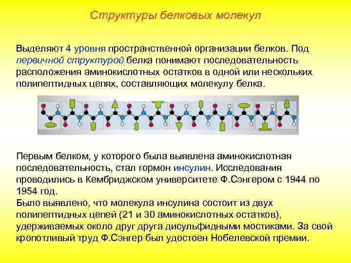 Структуры белковых молекул Выделяют 4 уровня пространственной организации белков. Под первичной структурой белка понимают