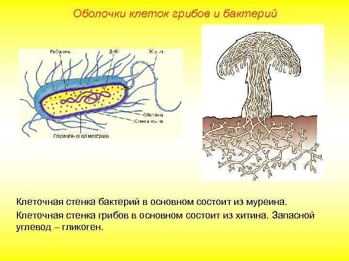 Оболочки клеток грибов и бактерий Клеточная стенка бактерий в основном состоит из муреина. Клеточная