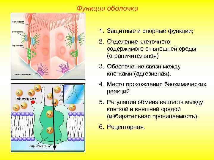 Функции оболочки 1. Защитные и опорные функции; 2. Отделение клеточного содержимого от внешней среды