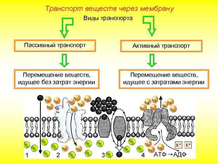 Транспорт веществ через мембрану Виды транспорта Пассивный транспорт Перемещение веществ, идущее без затрат энергии