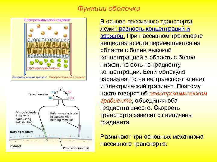 Функции оболочки В основе пассивного транспорта лежит разность концентраций и зарядов. При пассивном транспорте