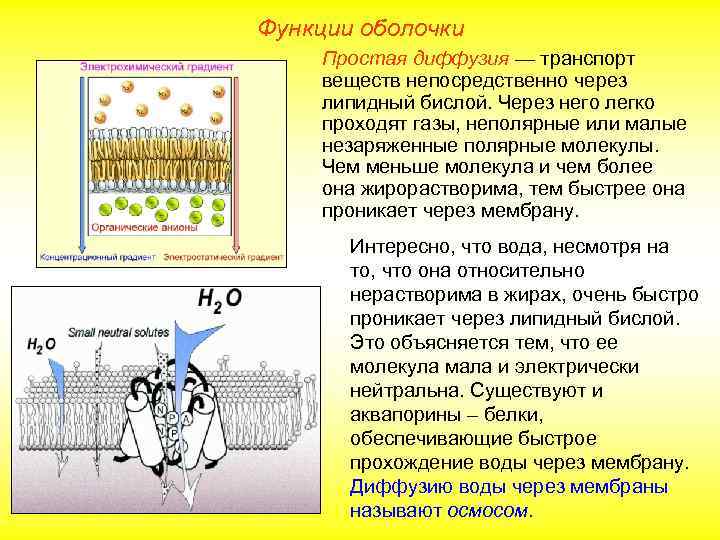 Функции оболочки Простая диффузия — транспорт веществ непосредственно через липидный бислой. Через него легко