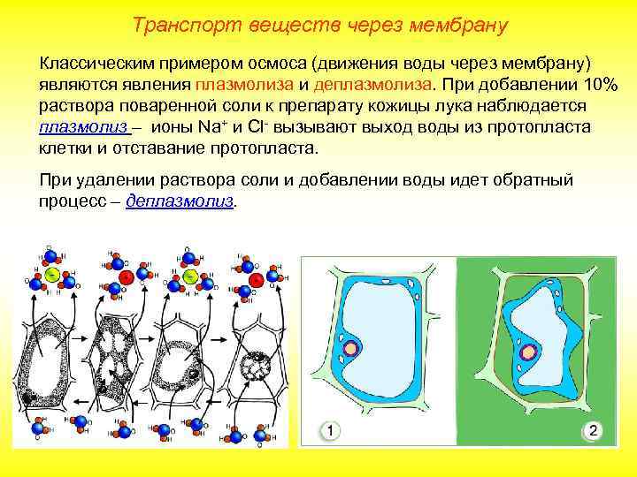 Функцией изображенной на рисунке молекулы является транспорт веществ как называется молекула