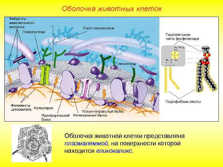 Оболочка животных клеток Оболочка животной клетки представлена плазмалеммой, на поверхности которой находится гликокаликс. 