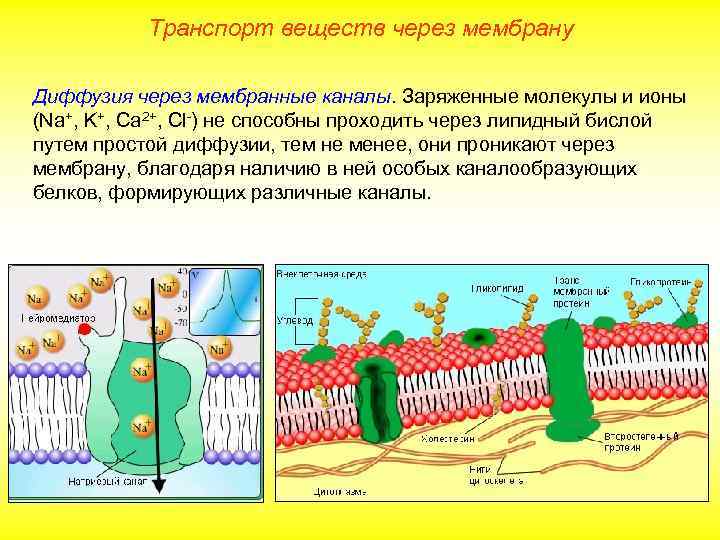 Транспорт веществ через мембрану Диффузия через мембранные каналы. Заряженные молекулы и ионы (Na+, K+,