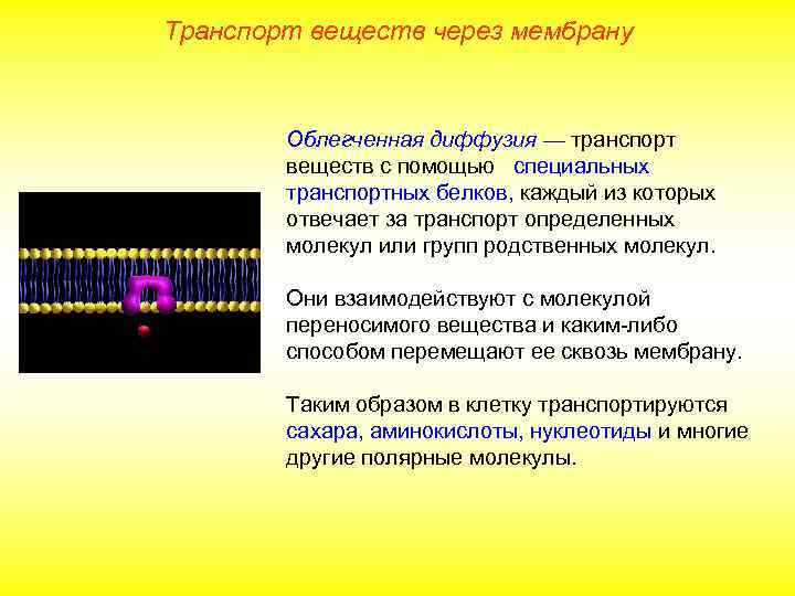 Транспорт веществ через мембрану Облегченная диффузия — транспорт веществ с помощью специальных транспортных белков,