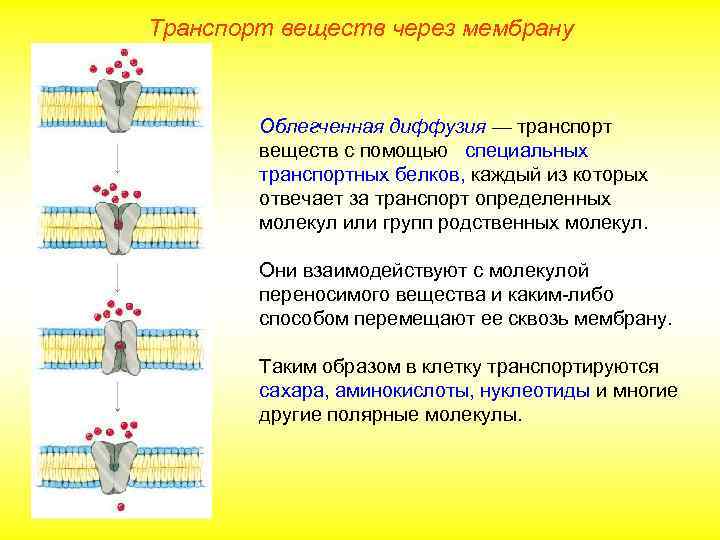 Транспорт веществ через мембрану Облегченная диффузия — транспорт веществ с помощью специальных транспортных белков,