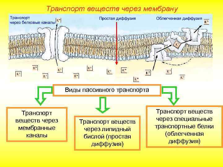 Транспорт веществ через мембрану Виды пассивного транспорта Транспорт веществ через мембранные каналы Транспорт веществ