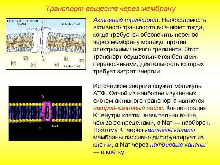 Транспорт веществ через мембрану Активный транспорт. Необходимость активного транспорта возникает тогда, когда требуется обеспечить