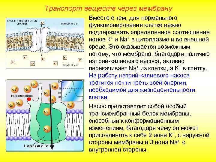 Транспорт веществ через мембрану Вместе с тем, для нормального функционирования клетке важно поддерживать определенное