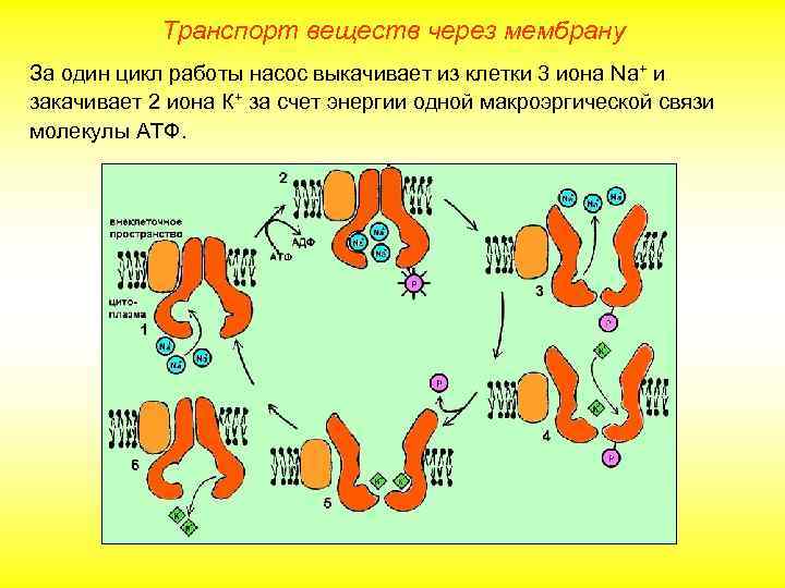 Транспорт веществ через мембрану За один цикл работы насос выкачивает из клетки 3 иона