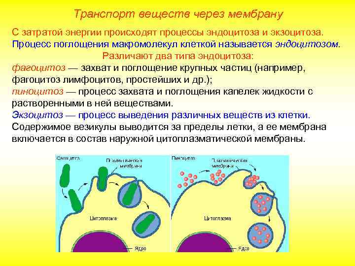 Транспорт веществ через мембрану С затратой энергии происходят процессы эндоцитоза и экзоцитоза. Процесс поглощения