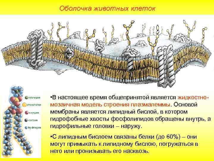 Оболочка животных клеток • В настоящее время общепринятой является жидкостномозаичная модель строения плазмалеммы. Основой