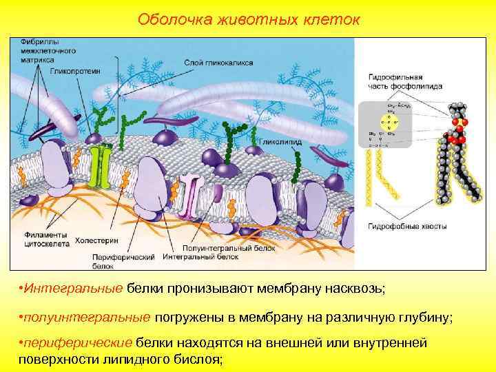 Оболочка животных клеток • Интегральные белки пронизывают мембрану насквозь; • полуинтегральные погружены в мембрану