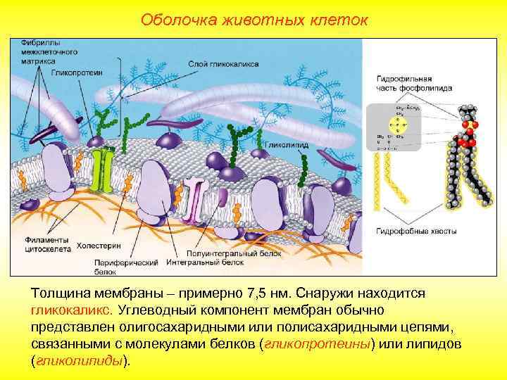 Оболочка животных клеток Толщина мембраны – примерно 7, 5 нм. Снаружи находится гликокаликс. Углеводный